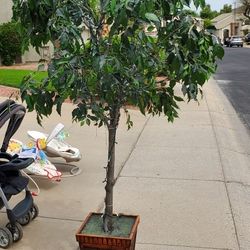 7" Fake Ficus - Indoor Plant