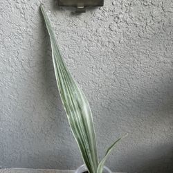 Sansevieria Bantel’s Plant 