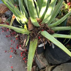 Planta de sábila $20
