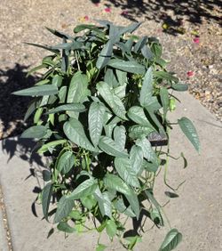 Cebu Blue Pothos large