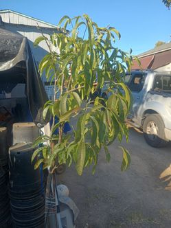 Sapote/Mamet Tree