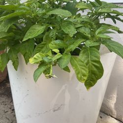 Red Habanero Chile Pepper Plant Organic