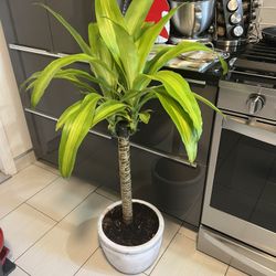 Housplant Tall Dracena Lemon Tree I Terracota Pot