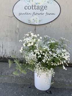 5 Gallon Buckets FULL Of Greenery/ Filler. Double Feverfew, Queen Anne’s Lace, Baby’s Breath