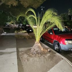 Palm tree 
