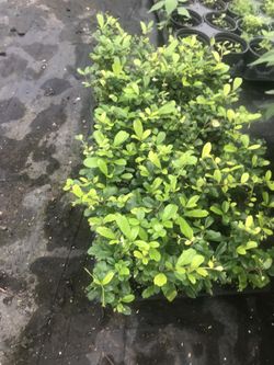 Serissa plants