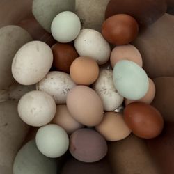 Backyard Fertile Chicken Eggs $2 Each Egg