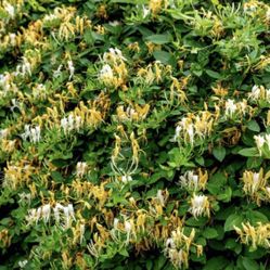 Honeysuckle 