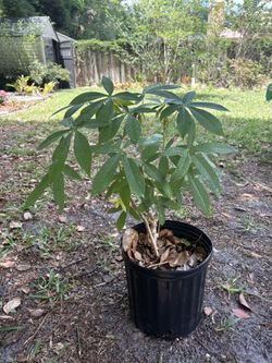Yuca Cassava Plant