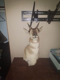 Pronghorn Antelope  head
