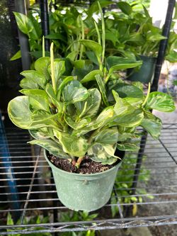 Peperomia golden gate in 6” pot. SPECIAL PRICE 🤩
