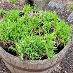 Stella De Oro Daylilly Plants