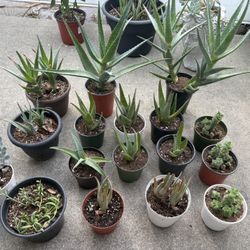 Plants🪴 $5-$15 Each