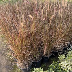 Purple Fountain Grass 5 Gal