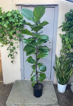 Ficus Lyrata Fiddle Leaf Fig Tree House Plant 10” Pot