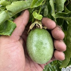 Passion Fruit