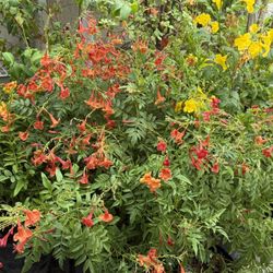 🩷SUPER HEALTHY,Lush & FULL, pot Of SPARKY  Bells,”Attract To HUMMINGBIRDS🩷