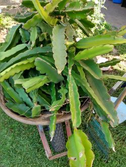 Pitajayo cactus