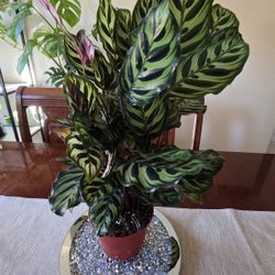 🩷Calathea Makoyana (Prayer Plant)🩷