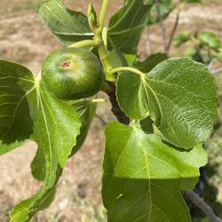 Fig Tree