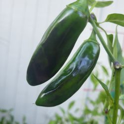 Rare Organic Purple Serrano Pepper Seeds! 2025 SEASON EARLY RELEASE! 