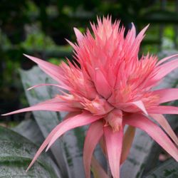 Bromeliad plants