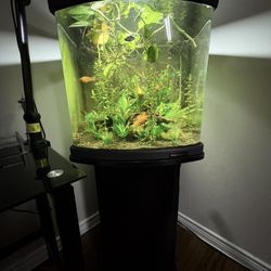 Selling Fish Need Gone Asap