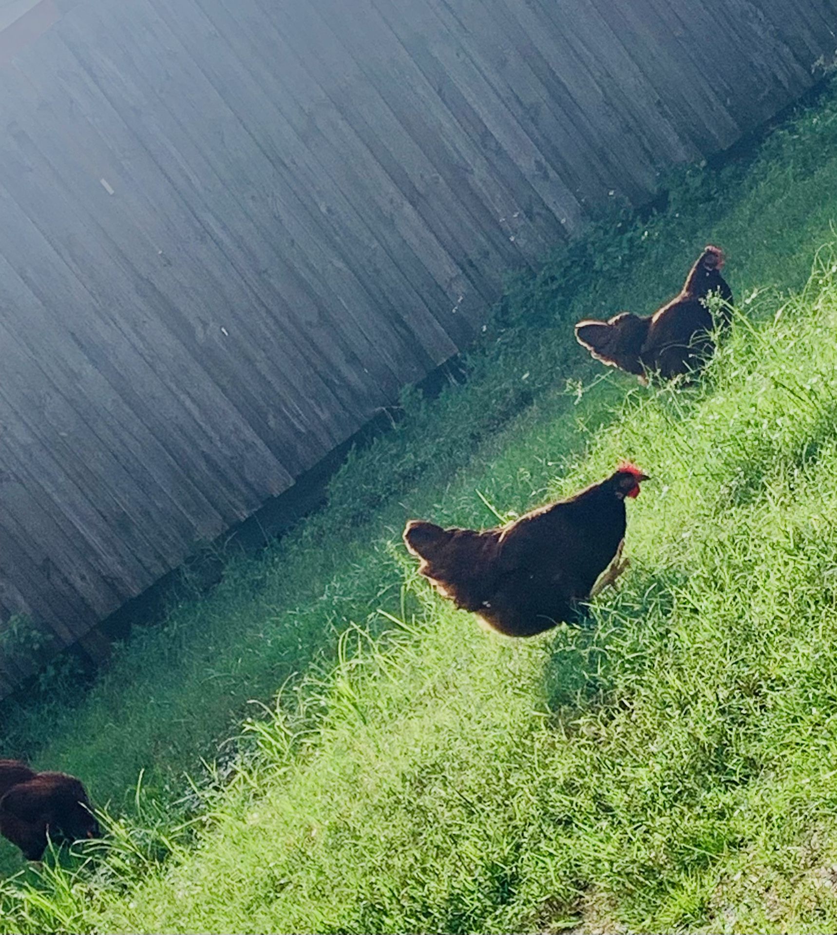 Farm Fresh Eggs