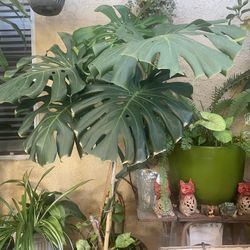 Plant 