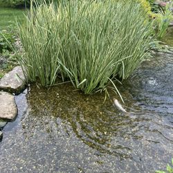 Free Pond Plants 