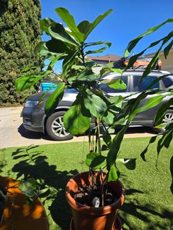 Fiddle Leaf Fig tree
