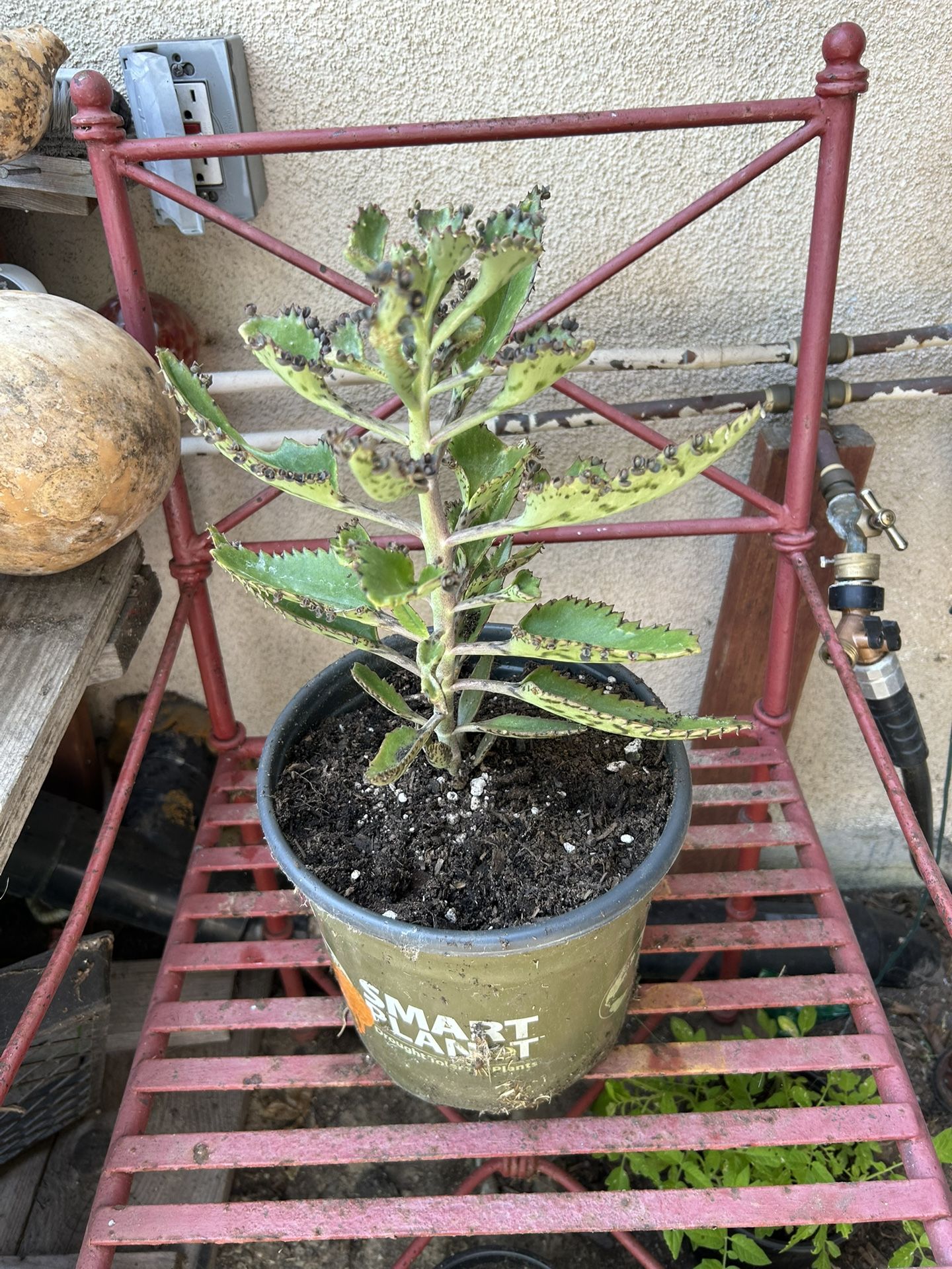 Kalanchoe - Mala Madre Plant 🪴