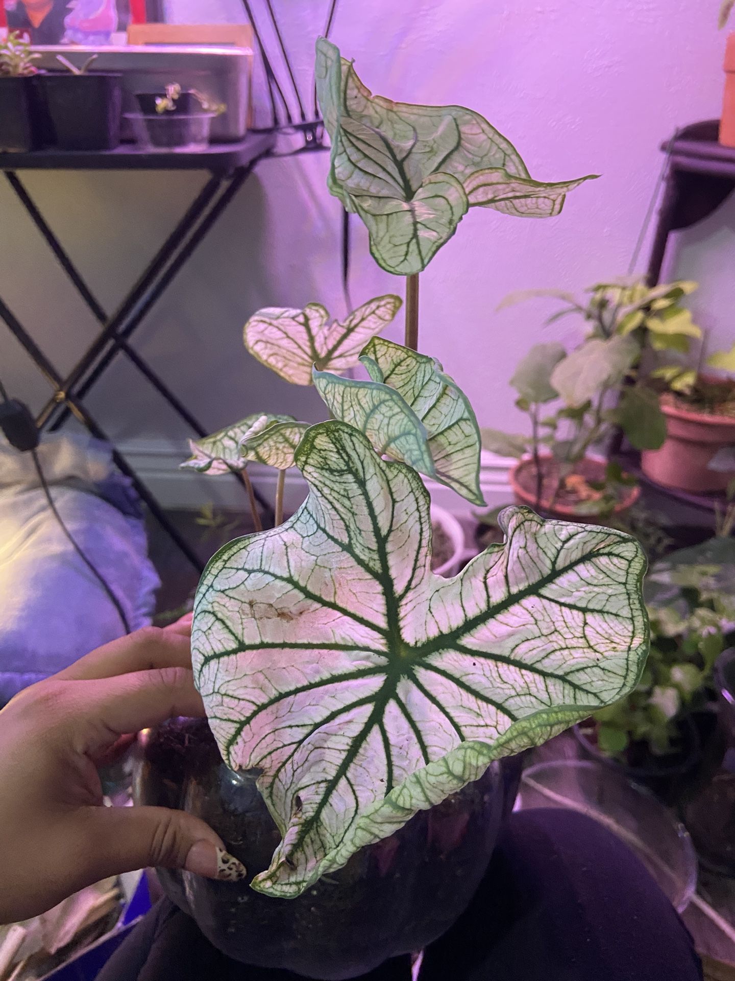 caladium plant