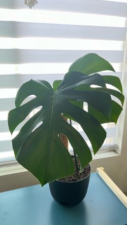 Monstera