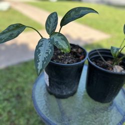 Dieffenbachia Live Rooted Plant In Pot 