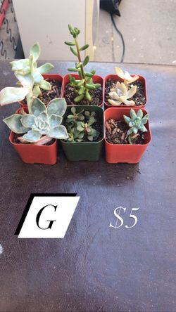 Succulent bundles #G
