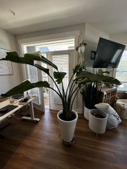 Large Bird Of Paradise