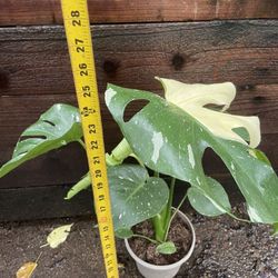 Specialty***super variegated 6-7 Leaf Monstera Thai Constellations, exact plant, 95820