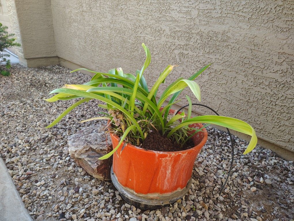Outdoor Plants