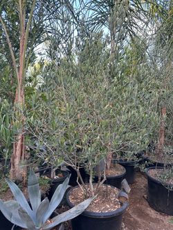 Olea europaea ‘Wilsonii’ - Wilson Fruitless Olive Tree, shade tree 25gal