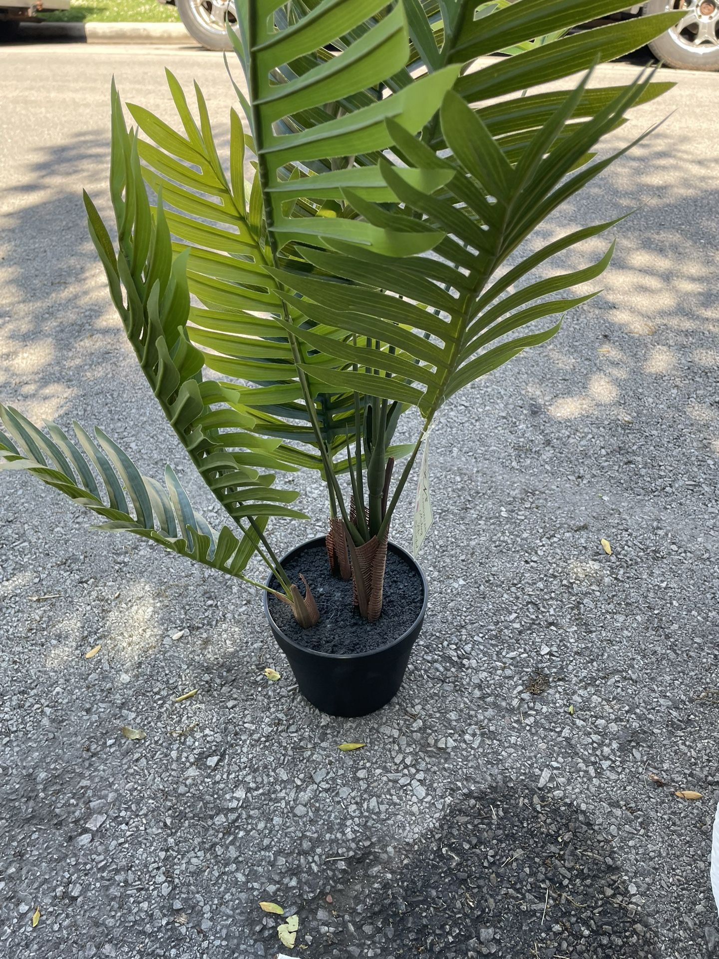 Plant