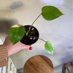 Baby Thai  Constellation Monstera  6 Inches Tall