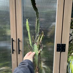 Euphorbia Trigona Rubra