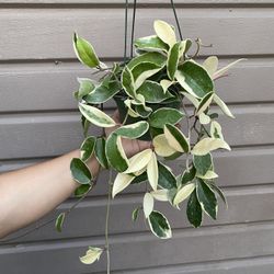 6” Trailing Hoya Queen Tricolor
