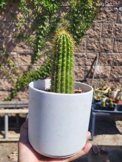 golden torch cactus