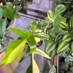 Philodendron Florida Beauty
