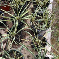 Yucca plants
