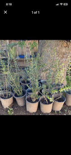 Olive trees, 3 foot tall $30 each Olive trees, 3 foot tall $30