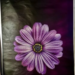 The flower in the image is an African daisy, scientifically known as Osteospermum. It is also commonly referred to as the Cape marguerite or Cape dais