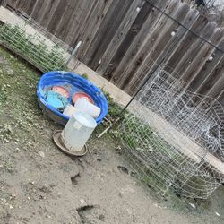 Duck Or Chicken Stuff